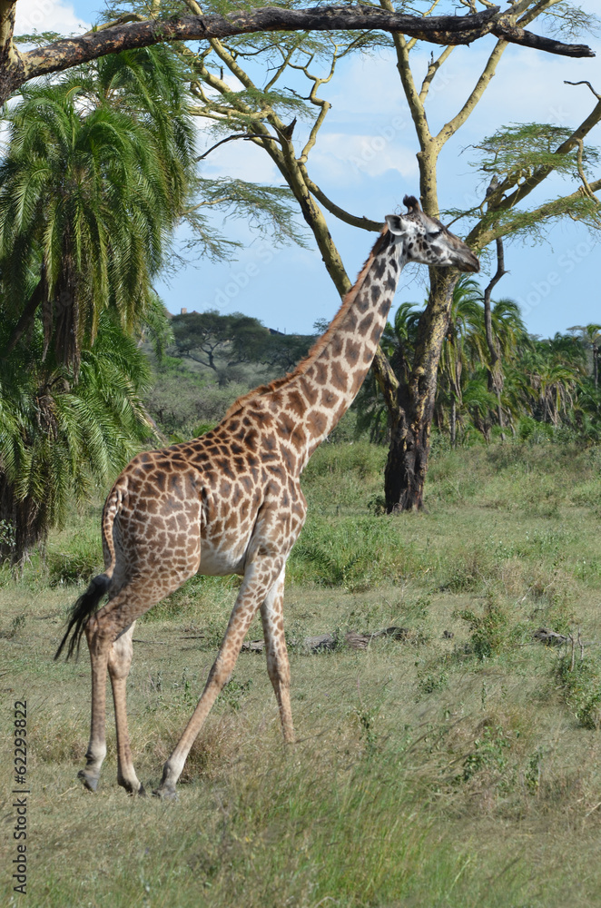 Fototapeta premium belle de la brousse