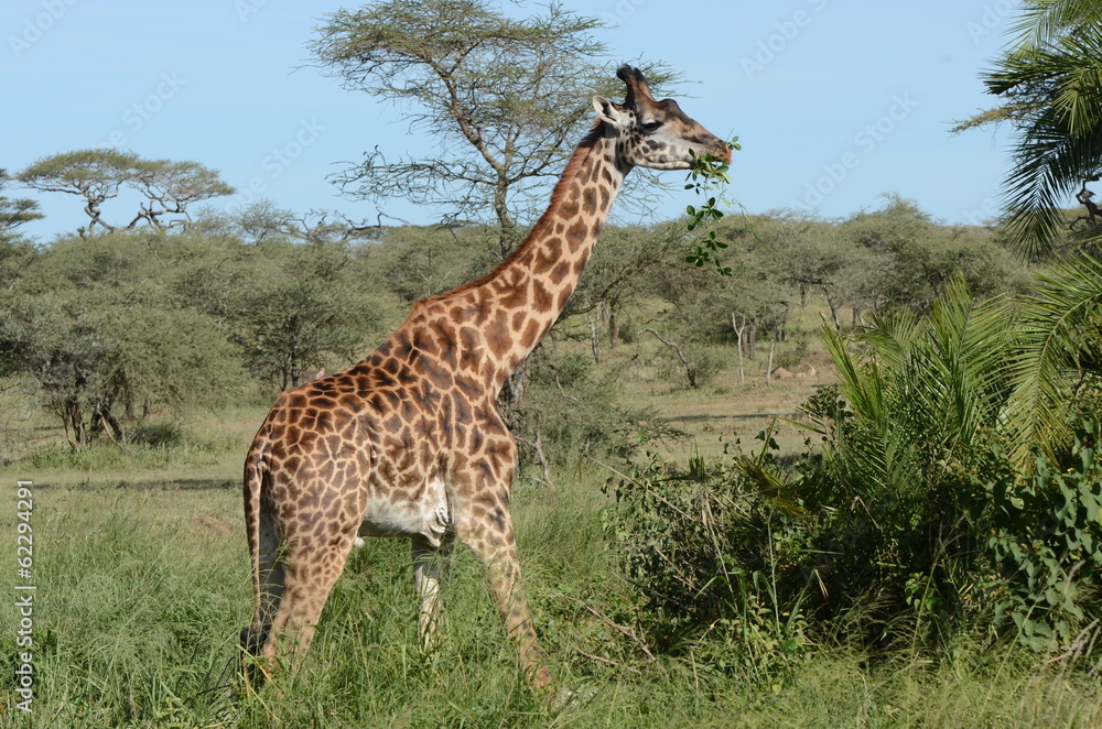 Fototapeta premium heure du repas