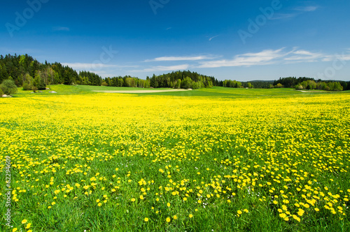 Löwenzahn