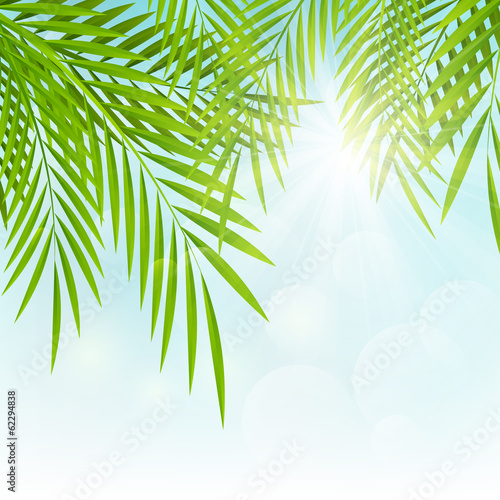 Palm leaves on sunny background