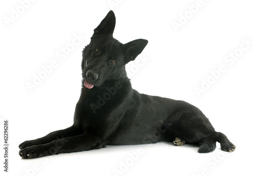 black german shepherd