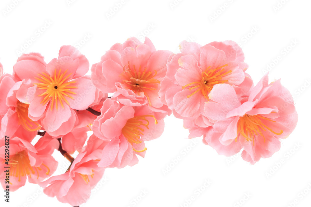 Close up of flower pink branch.