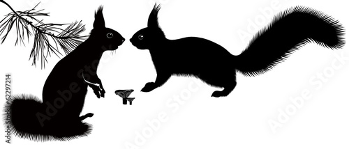 squirrel