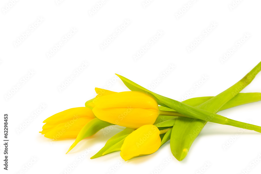 Fototapeta premium tulips