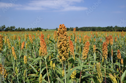 Картината върху платно sorghum