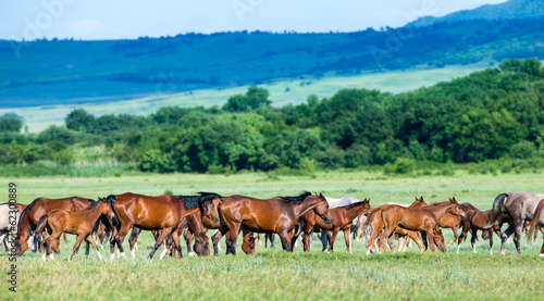Herd of Arabian horses on the field returns home