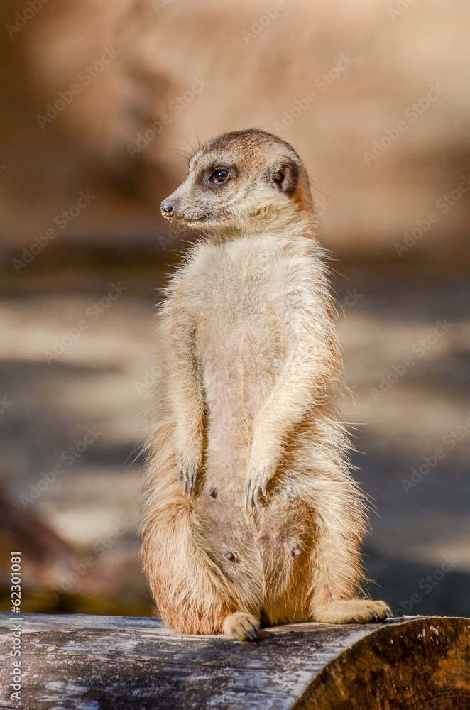 Fototapeta premium Suricate Suricata suricatta