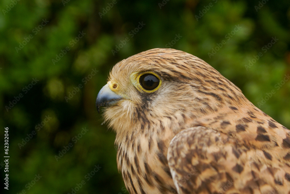 Cernícalo vulgar, Falco tinnunculus Cernícalo vulgar, Falco tinnunculus