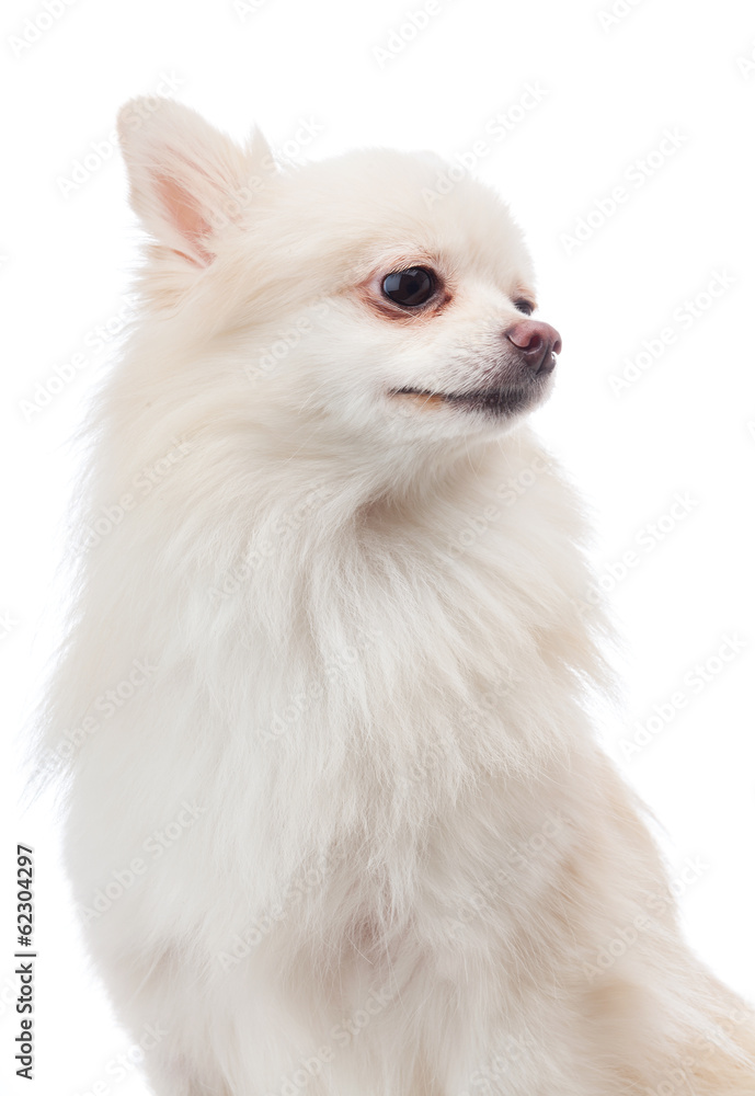 White pomeranian looking aside White pomeranian looking aside