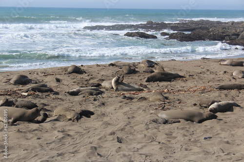 Fighting Elephant Seals California Beach