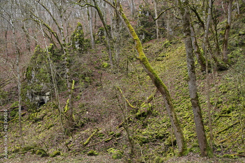 Moosbewachsene Bäume und Hang im Wolfstal/b Lauterach