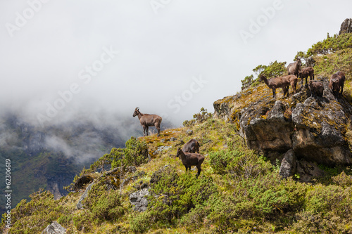 Wild goats in Himalaya mountains photo