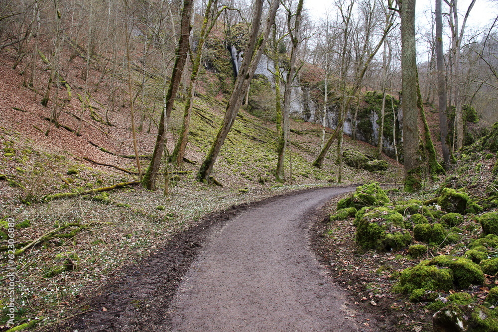 Märzenbecher am Wegesrand, Wolfstal, b Lauterach Märzenbecher am Wegesrand, Wolfstal, b Lauterach
