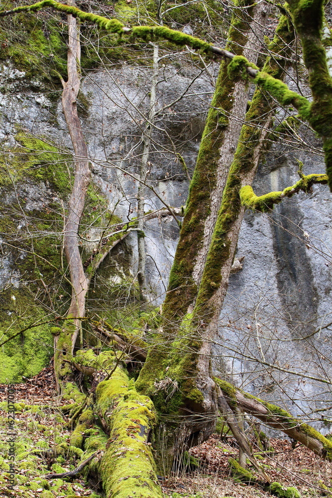 Moosbewachsene Baumstämme im Wolfstal b Lauterach Moosbewachsene Baumstämme im Wolfstal b Lauterach