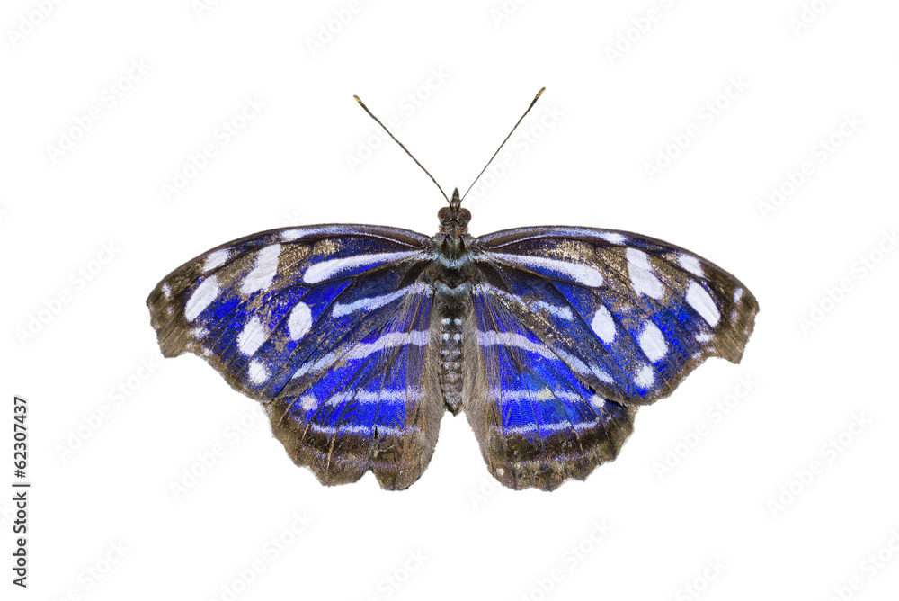 Fototapeta premium Blue-banded Purplewing Butterfly