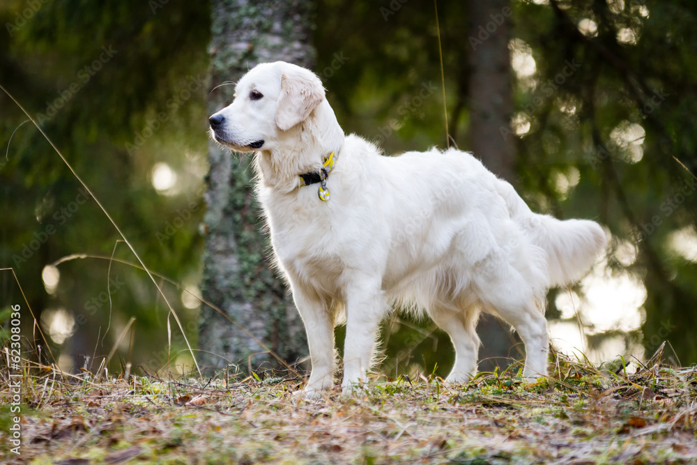 Golden Retriever posing in the Forest Golden Retriever posing in the Forest