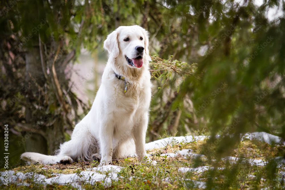 Golden Retriever in the Forest Golden Retriever in the Forest