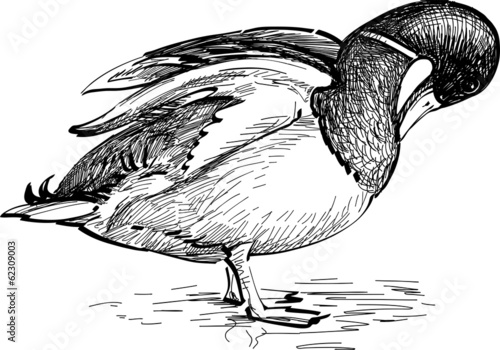wild duck
