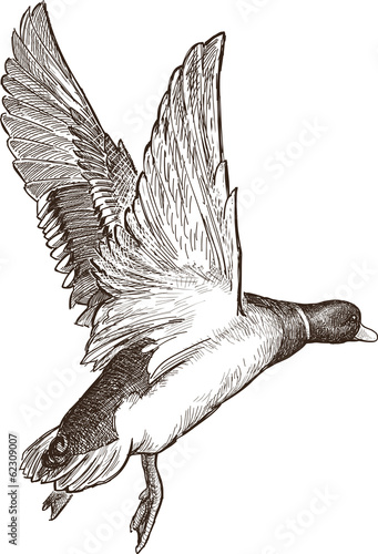 flying duck