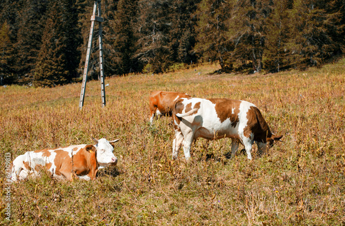 Cows on a Mountain Background. Meadows in summer season