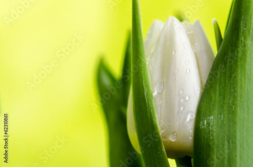 Fototapeta Naklejka Na Ścianę i Meble -  white tulip