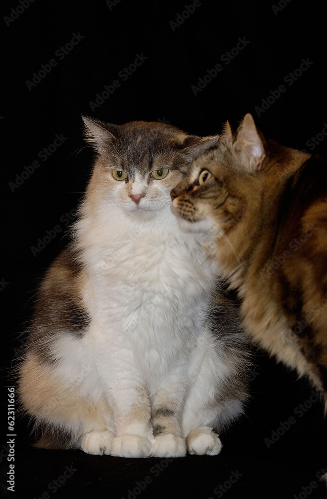 Obraz premium Portrait de chats