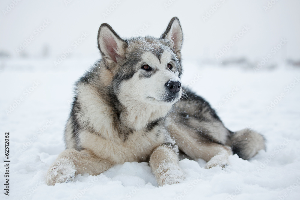 Malamute puppy in the snow