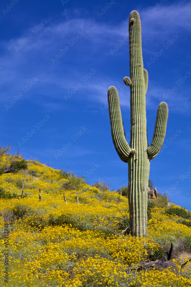 Arizona Desert in Spring Arizona Desert in Spring
