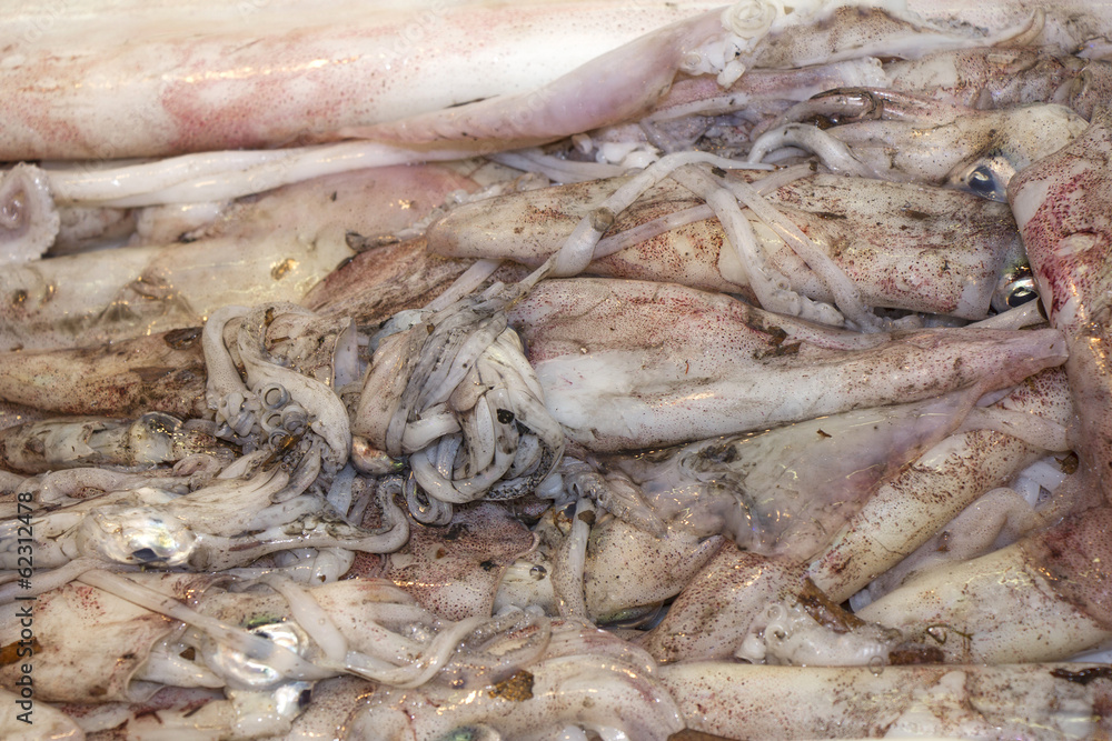 Squid Squid