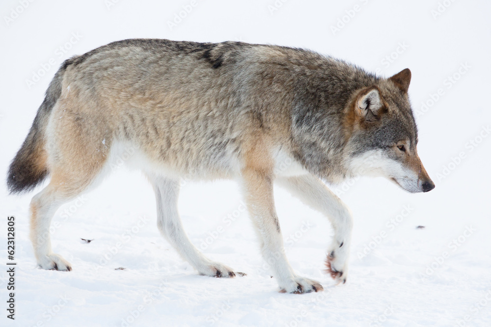Wolf walking in the snow Wolf walking in the snow