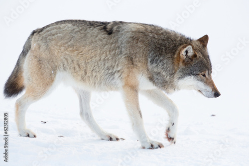 Wolf walking in the snow