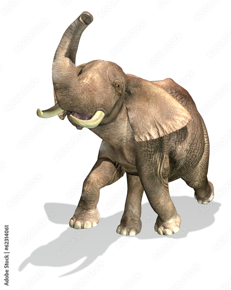 Obraz premium Elephant On white background.