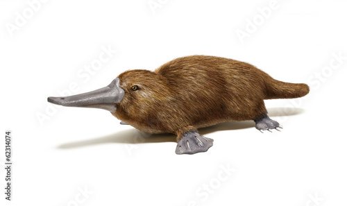 Platypus duck-billed animal. photo