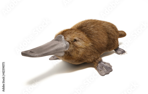 Platypus duck-billed animal. photo