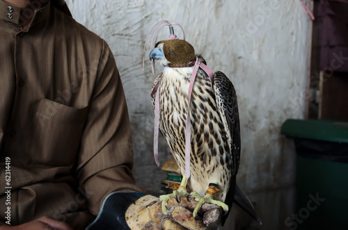 Fotografie Falconer with falconry falcon