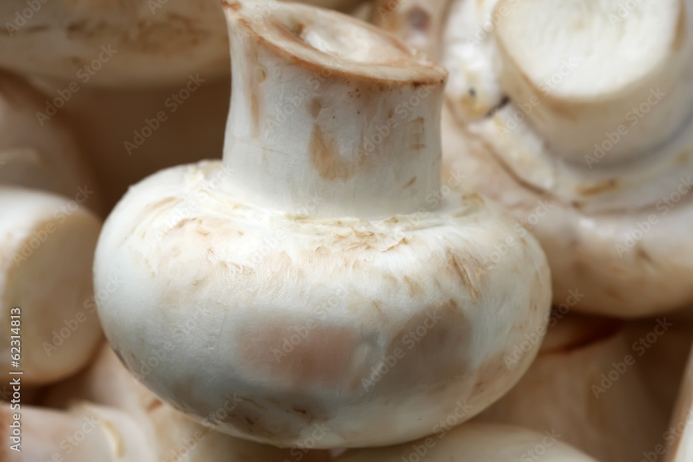 Mushrooms Mushrooms