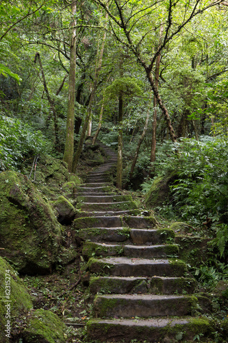 Long flight of stony stairs in a lush and verdant forest