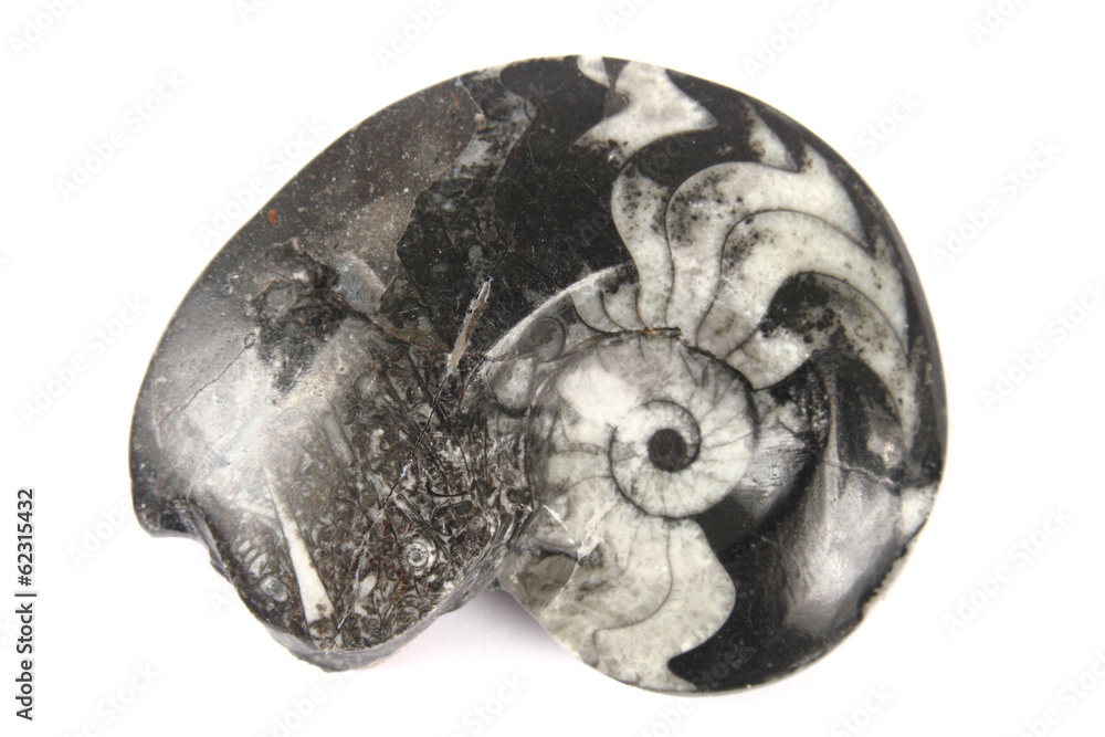 black amonite black amonite