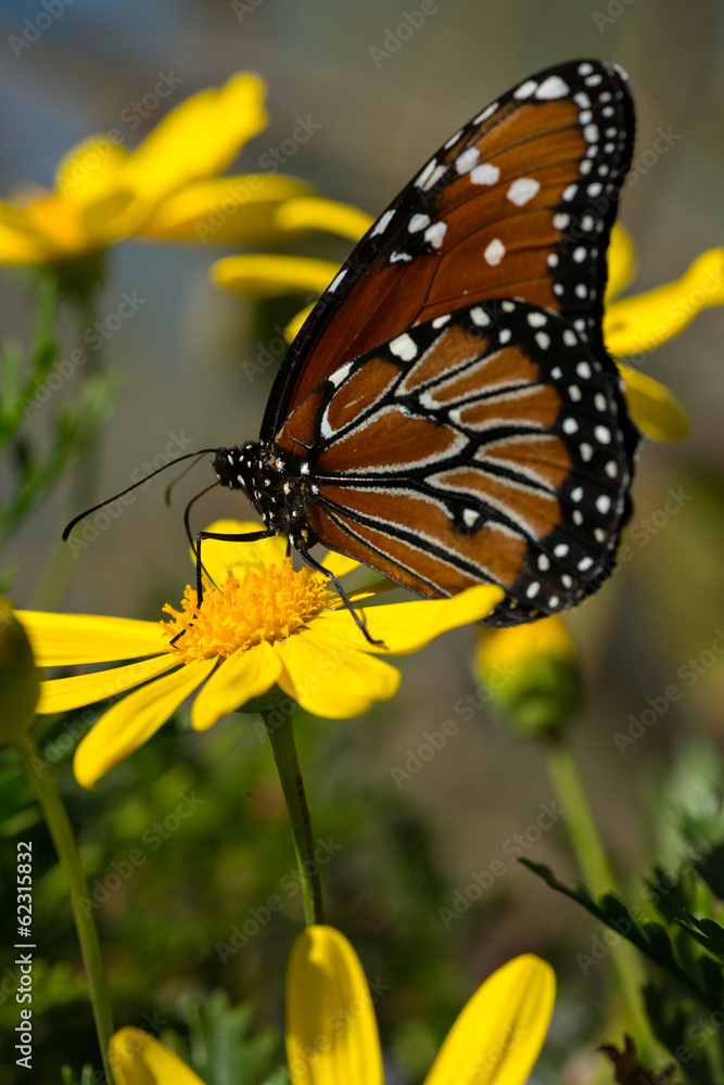 Fototapeta premium Monarch butterfly