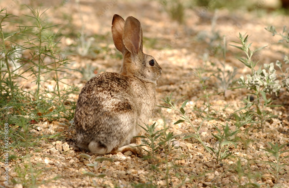 Fototapeta premium Desert Cottontail (Sylvilagus audubonii)