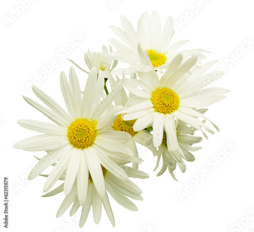 Fototapeta Naklejka Na Ścianę i Meble -  マーガレット