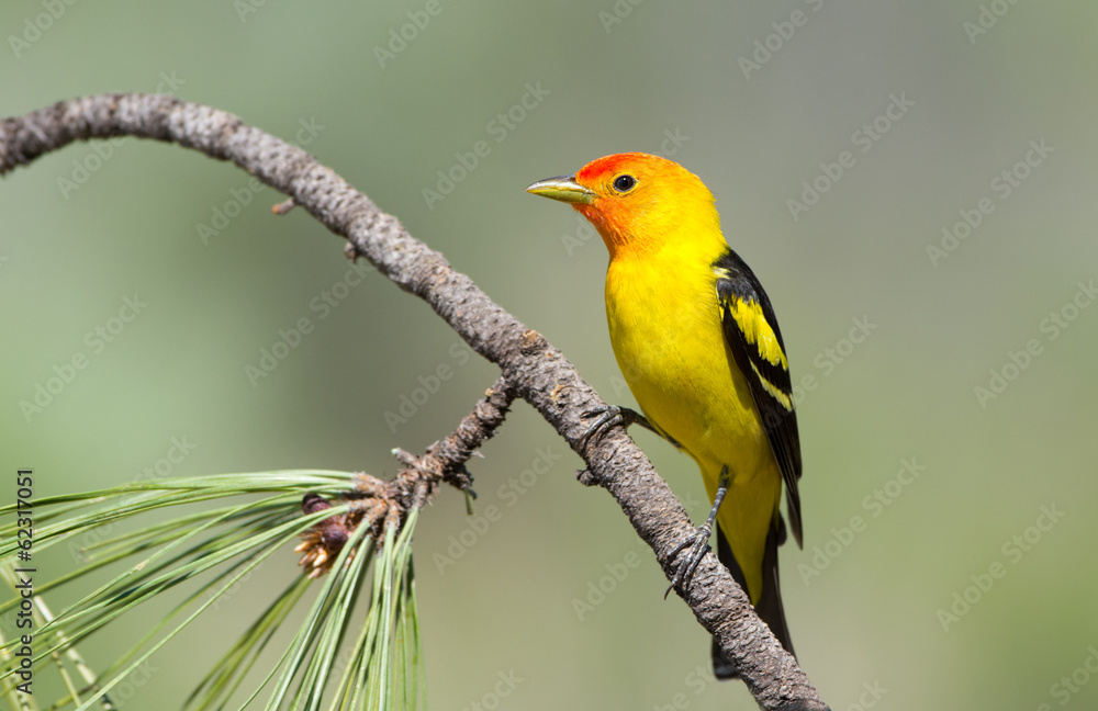 Obraz premium Western Tanager