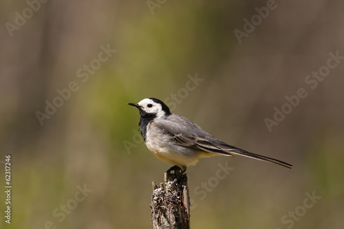 Portrait of pied wagtail