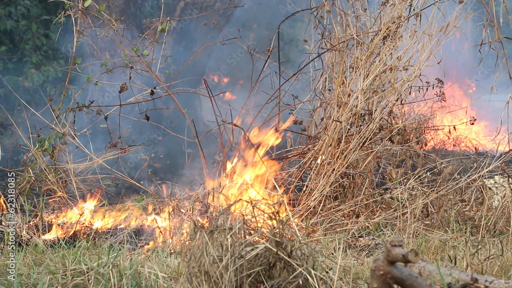 Fire and smoke on dry grass and trees Fire and smoke on dry grass and trees