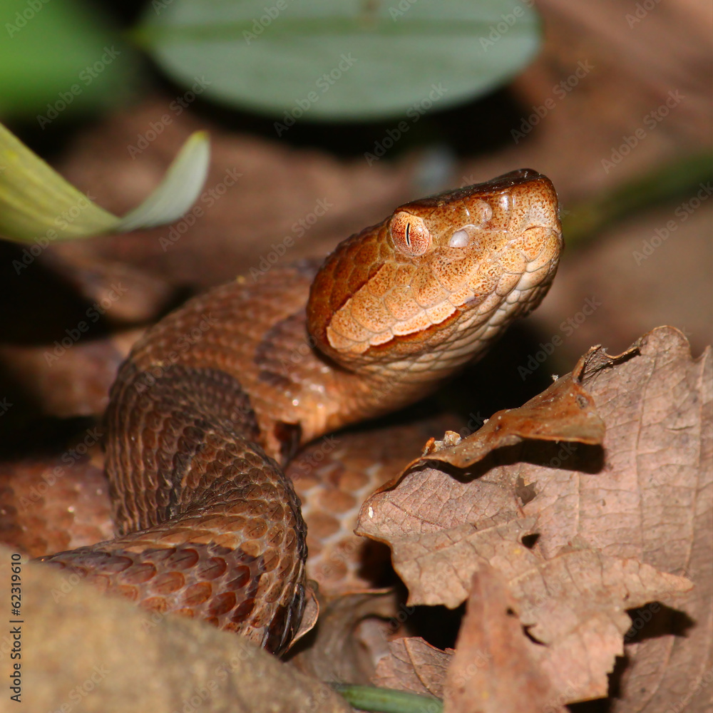 Fototapeta premium Copperhead Snake (Agkistrodon contortrix)