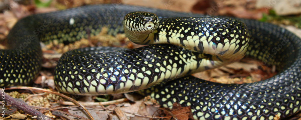 Black Kingsnake (Lampropeltis getula) Black Kingsnake (Lampropeltis getula)