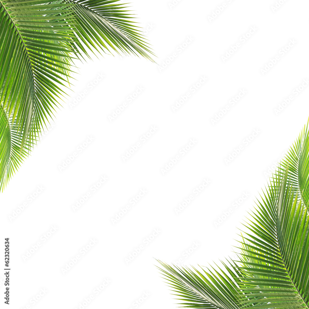 Fototapeta premium Green coconut leaf frame isolated on white background
