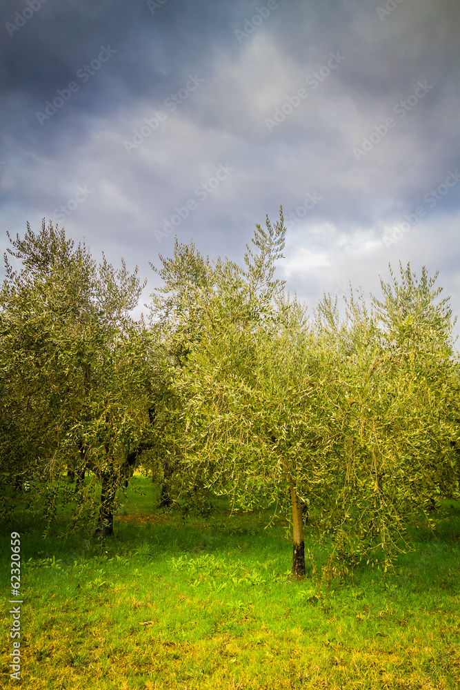 Olive trees in Tuscany Olive trees in Tuscany