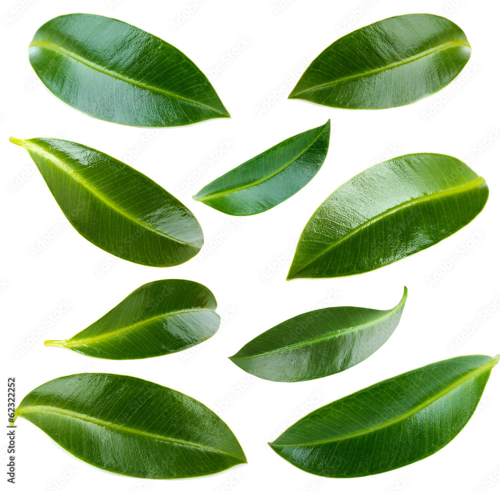 Collage of green leaves isolated on white Collage of green leaves isolated on white