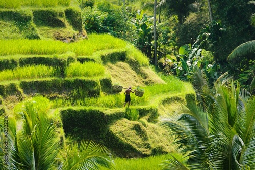 bali ricefield culture